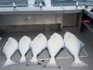 Halibut-Fishing-Charters19