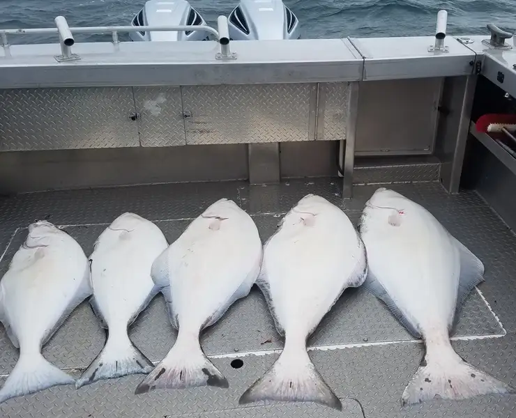 Halibut Fishing Charters May 1st – September 30