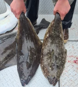 Halibut Fishing Charters 10