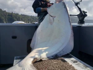 Halibut Fishing Charters12