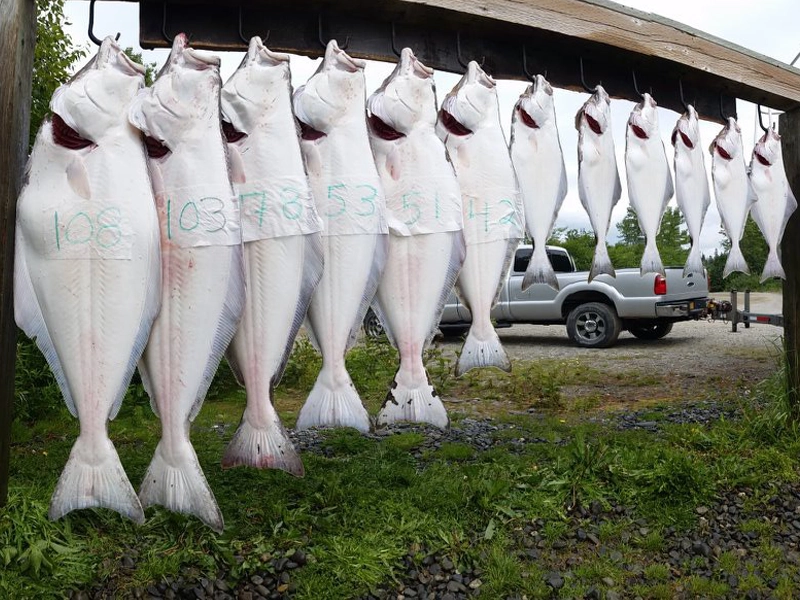 Halibut Fishing Charters17