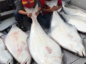 Halibut Fishing Charters26