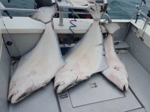 Halibut Fishing Charters27