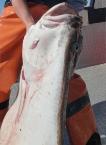 Halibut Fishing Charters29