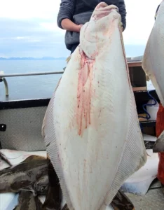 Halibut Fishing Charters6