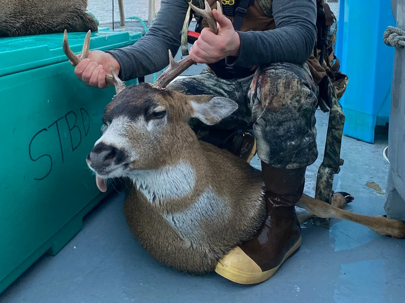 Kodiak Combo Deer Hunting 1