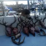 Kodiak Combo Deer Hunting