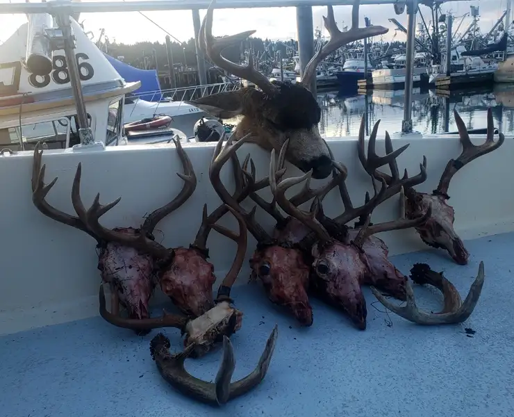 Kodiak Combo Deer Hunting